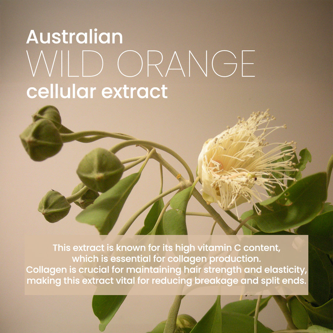 Australian wild orange cellular extract with plant imagery and text on a beige background
